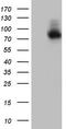 CHN antibody, TA804854, Origene, Western Blot image 