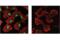 Mouse IgG antibody, 37988S, Cell Signaling Technology, Immunofluorescence image 