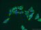 Ribosomal Protein S8 antibody, 18228-1-AP, Proteintech Group, Immunofluorescence image 