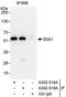 Ro52 antibody, A302-518A, Bethyl Labs, Immunoprecipitation image 