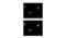 High Mobility Group AT-Hook 2 antibody, OAGA00059, Aviva Systems Biology, Immunofluorescence image 