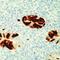 Adenovirus antibody, MA5-11349, Invitrogen Antibodies, Immunohistochemistry paraffin image 