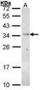 Phospholipid Scramblase 3 antibody, PA5-27590, Invitrogen Antibodies, Western Blot image 