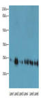 Peptidyl-prolyl cis-trans isomerase FKBP14 antibody, A67318-100, Epigentek, Western Blot image 