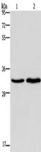 ELOVL Fatty Acid Elongase 1 antibody, TA349932, Origene, Western Blot image 