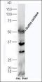 Sulfite Oxidase antibody, orb186068, Biorbyt, Western Blot image 