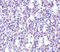TBC1 Domain Family Member 10C antibody, 4269, ProSci Inc, Immunohistochemistry paraffin image 