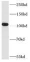 Rap Guanine Nucleotide Exchange Factor 4 antibody, FNab02793, FineTest, Western Blot image 