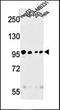Heterogeneous nuclear ribonucleoprotein M antibody, orb247691, Biorbyt, Western Blot image 