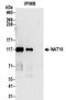 N-Acetyltransferase 10 antibody, NBP2-32263, Novus Biologicals, Immunoprecipitation image 
