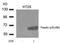 PXN antibody, AP09486PU-N, Origene, Western Blot image 