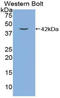Gastrin antibody, LS-C298246, Lifespan Biosciences, Western Blot image 