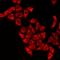 Thromboxane A Synthase 1 antibody, LS-C668052, Lifespan Biosciences, Immunofluorescence image 