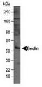 Beclin 1 antibody, TA301470, Origene, Western Blot image 