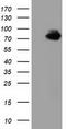 Von Willebrand Factor A Domain Containing 5A antibody, TA501569S, Origene, Western Blot image 