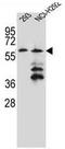 PRAME Family Member 12 antibody, AP53431PU-N, Origene, Western Blot image 