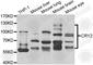 Cryptochrome Circadian Regulator 2 antibody, A6891, ABclonal Technology, Western Blot image 