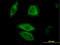 Dual Specificity Phosphatase 6 antibody, LS-B4314, Lifespan Biosciences, Immunofluorescence image 