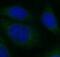 Glycogen Synthase Kinase 3 Beta antibody, FNab03676, FineTest, Immunofluorescence image 
