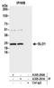 Glyoxalase I antibody, A305-290A, Bethyl Labs, Immunoprecipitation image 