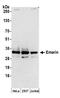 STA antibody, A304-491A, Bethyl Labs, Western Blot image 