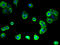 G Protein-Coupled Receptor 176 antibody, A64742-100, Epigentek, Immunofluorescence image 