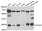 Prostaglandin E Synthase 2 antibody, abx005388, Abbexa, Western Blot image 