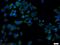 Enoyl-CoA Delta Isomerase 1 antibody, 11535-1-AP, Proteintech Group, Immunofluorescence image 