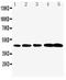 Caspase 1 antibody, LS-C343884, Lifespan Biosciences, Western Blot image 