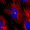 CDK5 Regulatory Subunit Associated Protein 2 antibody, AMAb91163, Atlas Antibodies, Immunofluorescence image 