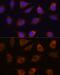 Methyltransferase Like 7A antibody, GTX65969, GeneTex, Immunofluorescence image 