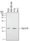 Ras-related protein Rap-1A antibody, AF3767, R&D Systems, Western Blot image 