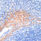 Amphiregulin antibody, 14-577, ProSci, Immunohistochemistry frozen image 