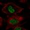 Histone-lysine N-methyltransferase, H3 lysine-79 specific antibody, HPA071217, Atlas Antibodies, Immunocytochemistry image 