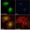 PR/SET Domain 14 antibody, NBP1-72055, Novus Biologicals, Immunofluorescence image 