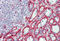 Ribosomal Protein L30 antibody, MBS248651, MyBioSource, Immunohistochemistry frozen image 