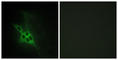 ELK antibody, abx014461, Abbexa, Western Blot image 