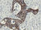Src Like Adaptor 2 antibody, LS-C174159, Lifespan Biosciences, Immunohistochemistry paraffin image 