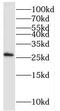 Poly(A) Binding Protein Interacting Protein 2 antibody, FNab06118, FineTest, Western Blot image 