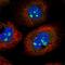 Cilia And Flagella Associated Protein 97 antibody, HPA053335, Atlas Antibodies, Immunocytochemistry image 