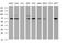 Galactosidase Beta 1 antibody, MA5-26152, Invitrogen Antibodies, Western Blot image 