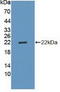 Cyclin Dependent Kinase Inhibitor 2D antibody, LS-B15851, Lifespan Biosciences, Western Blot image 