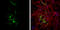 Glutamate-Ammonia Ligase antibody, GTX109121, GeneTex, Immunofluorescence image 