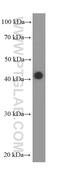 Nuclear receptor subfamily 2 group F member 6 antibody, 60117-2-Ig, Proteintech Group, Western Blot image 