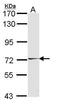 Hormonally Up-Regulated Neu-Associated Kinase antibody, PA5-28765, Invitrogen Antibodies, Western Blot image 