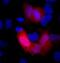 His tag antibody, MA1-21315-D650, Invitrogen Antibodies, Immunofluorescence image 