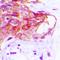 Cell Adhesion Molecule 2 antibody, LS-C368875, Lifespan Biosciences, Immunohistochemistry frozen image 