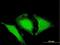 OPTN antibody, H00010133-B01P, Novus Biologicals, Immunofluorescence image 