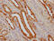 Glutathione S-Transferase Pi 1 antibody, CSB-RA178104A0HU, Cusabio, Immunohistochemistry frozen image 