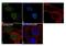 Cell Division Cycle 27 antibody, 720461, Invitrogen Antibodies, Immunofluorescence image 